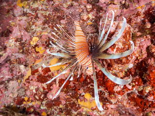 ハナミノカサゴ, Red Lionfish, Pterois volitans,...