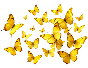 Fototapeta premium Collection of Yellow Butterflies in Various Wing Positions — Natural Flying Poses, Isolated PNG 