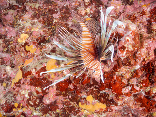 ハナミノカサゴ, Red Lionfish, Pterois volitans, ミノカサゴ亜科,
他の群れ。
静岡県伊豆半島南伊豆町中木ヒリゾ浜-2025年
渡し船だけで行ける日本有数のシュノーケリングスポット。

