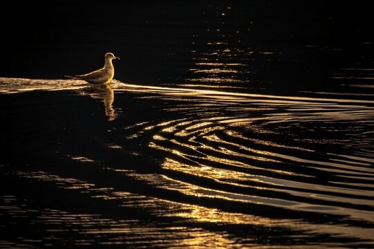 A seamless looping animation concept of the abstract shallow water and a bird