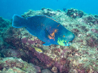 アオブダイ, Knobsnout Parrotfish, Scarus ovifrons, ブダイ科,
他の群れ。
静岡県伊豆半島南伊豆町中木ヒリゾ浜-2025年
渡し船だけで行ける日本有数のシュノーケリングスポット。
