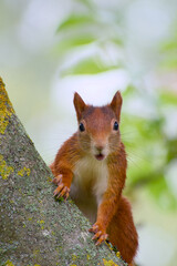 Red squirrel clings to a tree trunk, baring its teeth and making a warning sound