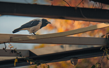 Naklejka premium A crow is perched on a wooden beam
