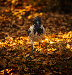 Naklejka premium A crow bird is standing on a pile of leaves