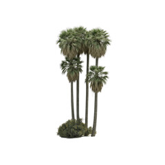 Group of palm trees with shrubbery at base
