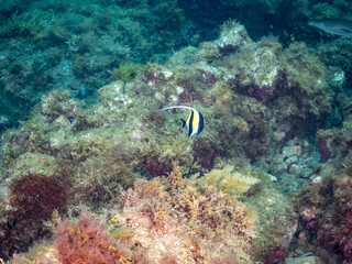 ツノダシ, Moorish Idol, Zanclus cornutus, ツノダシ科,
ソラスズメダイ, Heavenly Damselfish, Pomacentrus coelestis, スズメダイ科,
他の群れ。
静岡県伊豆半島南伊豆町中木ヒリゾ浜-2025年
渡し船だけで行ける日本有数のシュノーケリングスポット。
