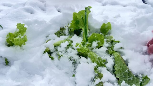 frost hardy vegetables in the garden covered by early snow. Lettuce and chives in snow rescued by woman hand. Gerdener checking up some frozen veggies.