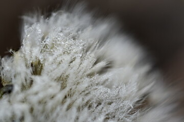 綿毛についた雫