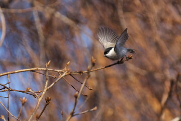 羽ばたくコガラ