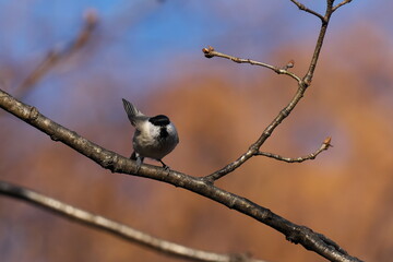 枝にとまったコガラ
