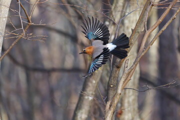 羽ばたくカケス