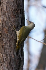 木に止まったヤマゲラ