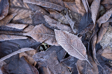 Frost on the fallen leaves, winter background with copy space