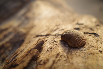 Brown seashell on textured wood