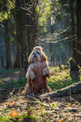 shih tzu dog walks in the forest in the autumn 