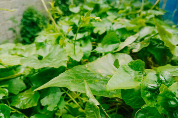 water drops on green leaves