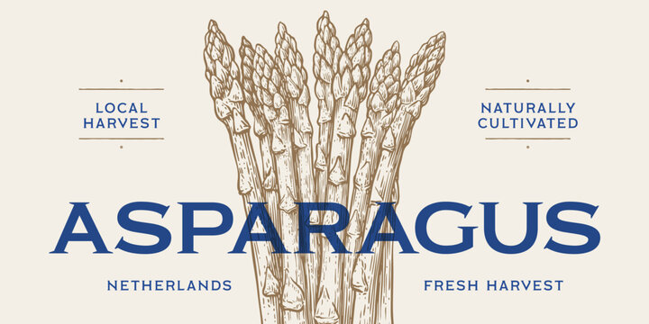 Asparagus, vegetable. Tag, label, sign, vintage retro print, black white asparagus drawing, sketch ink pencil draw, engrave old school style. Sketch artwork silhouette asparagus. Vector Illustration