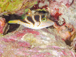 ハナキンチャクフグ, Crown Toby, Canthigaster axiologus, フグ科,ヒリゾ浜, Hirizo beach,南伊豆, South Izu,伊豆半島, Izu Peninsula,静岡県, Shizuoka pref,ヒリゾ浜スキンダイビングツアー, HIRIZO Beach Skindiving Tour,