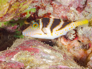 ハナキンチャクフグ, Crown Toby, Canthigaster axiologus, フグ科,ヒリゾ浜, Hirizo beach,南伊豆, South Izu,伊豆半島, Izu Peninsula,静岡県, Shizuoka pref,ヒリゾ浜スキンダイビングツアー, HIRIZO Beach Skindiving Tour,