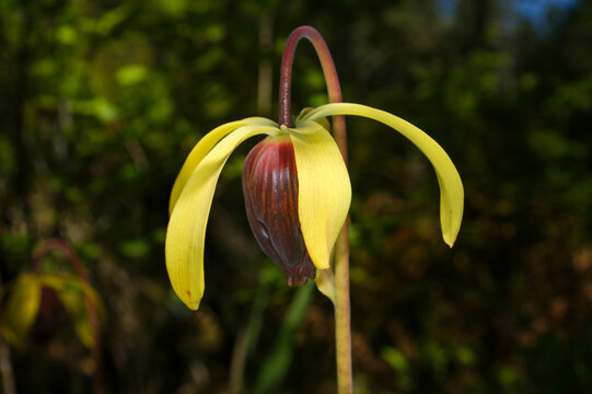 Open flower of a Cobra Lily (Darlingtonia californica), Northern California