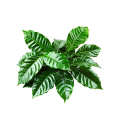 Coffee Plant Bush Dark Green Leaves