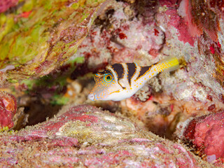 ハナキンチャクフグ, Crown Toby, Canthigaster axiologus, フグ科,ヒリゾ浜, Hirizo beach,南伊豆, South Izu,伊豆半島, Izu Peninsula,静岡県, Shizuoka pref,ヒリゾ浜スキンダイビングツアー, HIRIZO Beach Skindiving Tour,
