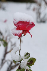 Red rose under winter snow. Single red rose covered with snow in a cold winter garden. Concept of fragile beauty, emotional symbolism, poster design, and romantic visual.