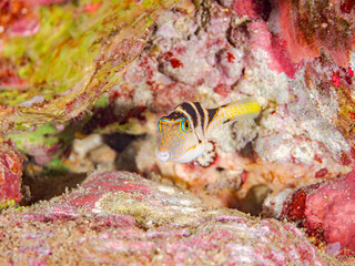 ハナキンチャクフグ, Crown Toby, Canthigaster axiologus, フグ科,ヒリゾ浜, Hirizo beach,南伊豆, South Izu,伊豆半島, Izu Peninsula,静岡県, Shizuoka pref,ヒリゾ浜スキンダイビングツアー, HIRIZO Beach Skindiving Tour,