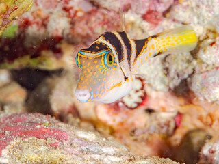 ハナキンチャクフグ, Crown Toby, Canthigaster axiologus, フグ科,ヒリゾ浜, Hirizo beach,南伊豆, South Izu,伊豆半島, Izu Peninsula,静岡県, Shizuoka pref,ヒリゾ浜スキンダイビングツアー, HIRIZO Beach Skindiving Tour,
