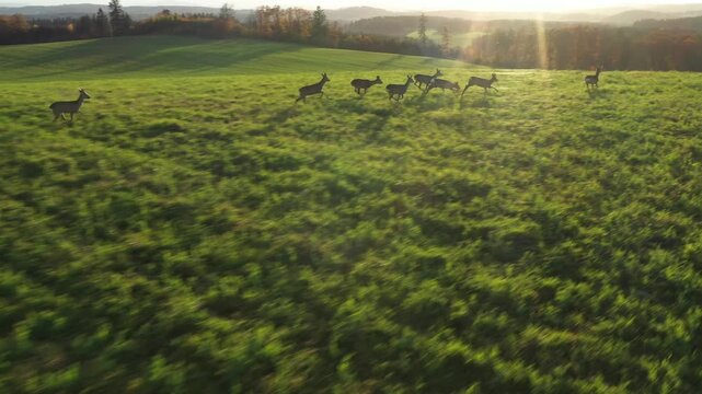 Herd of Roe Deer runing on green field. Deers are dangerous pests for young seedlings. Helicopter flight over wild animals. Wildlife from above. Aerial safari in Central Europe.