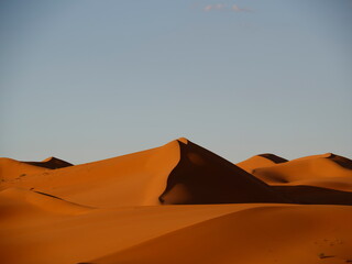 camel in the sahara desert