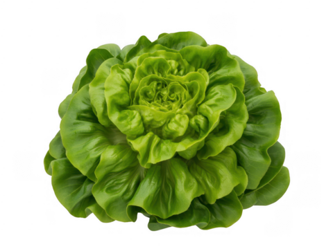 Bright green butter lettuce head with ruffled leaves isolated on a transparent background