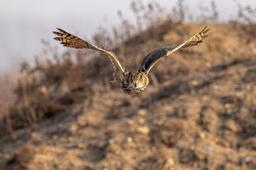 Fototapeta premium red tailed hawk