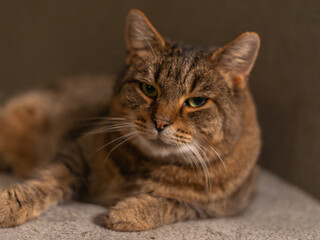 Relaxed tabby cat resting on soft white bedding, looking calmly at the camera with expressive green eyes in a cozy indoor setting