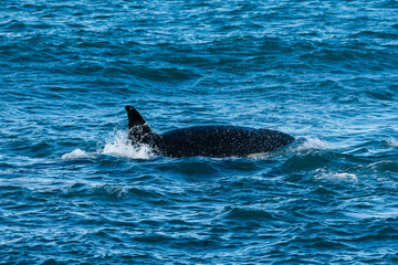 Fototapeta premium Killer Whale, Orca, hunting a sea lion pup, Peninsula Valdes, Patagonia Argentina