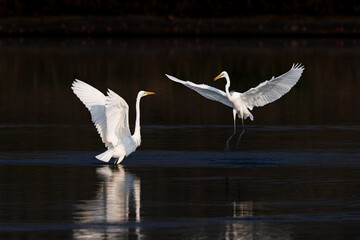 snowy egret flying in flight