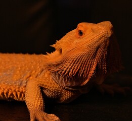 bearded dragon lizard