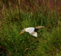great white heron ardea cinerea