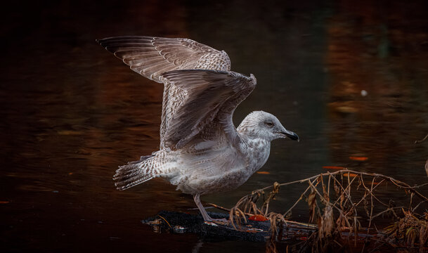 Juvenile Seagull (Herring Gull) Preparing for Flight on Dark Water - Powered by Adobe