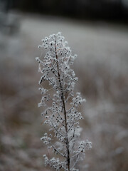Single frost-covered plant standing sharply against a soft blurred background, highlighting delicate ice crystals and the quiet beauty of winter nature