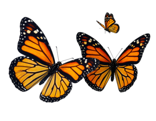 Two large and one small orange and black winged insects