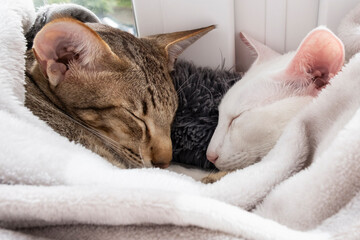 Cute shorthair white cat and tabby cat sleeping together.