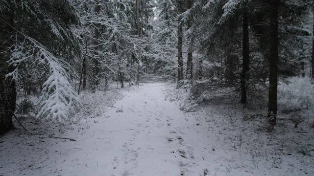 Alaska winter snowy trail winding through dense pines, scattered footprints and frosted branches, wildlife photographer framing composition, subtle overcast light and crisp cold air, ideal footage