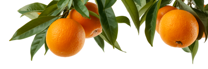 Fresh orange on a transparent background