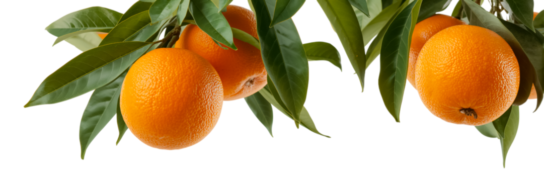 Fresh orange on a transparent background - Powered by Adobe