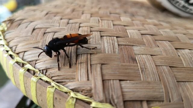 a wasp is cleaning its legs and stinger to be alert and ready to defend itself