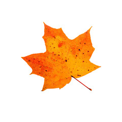 Maple leaf with fall colors