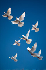 Obraz premium Doves flying gracefully against a clear blue sky as a symbol of global peace and freedom.