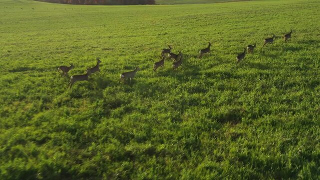 Herd of Roe Deer runing on green field. Deers are dangerous pests for young seedlings. Helicopter flight over wild animals. Wildlife from above. Aerial safari in Central Europe.