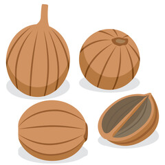 coriander seeds, dried coriander vector.